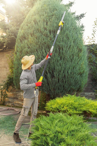 Best Professional Tree Care  in Matheny, CA